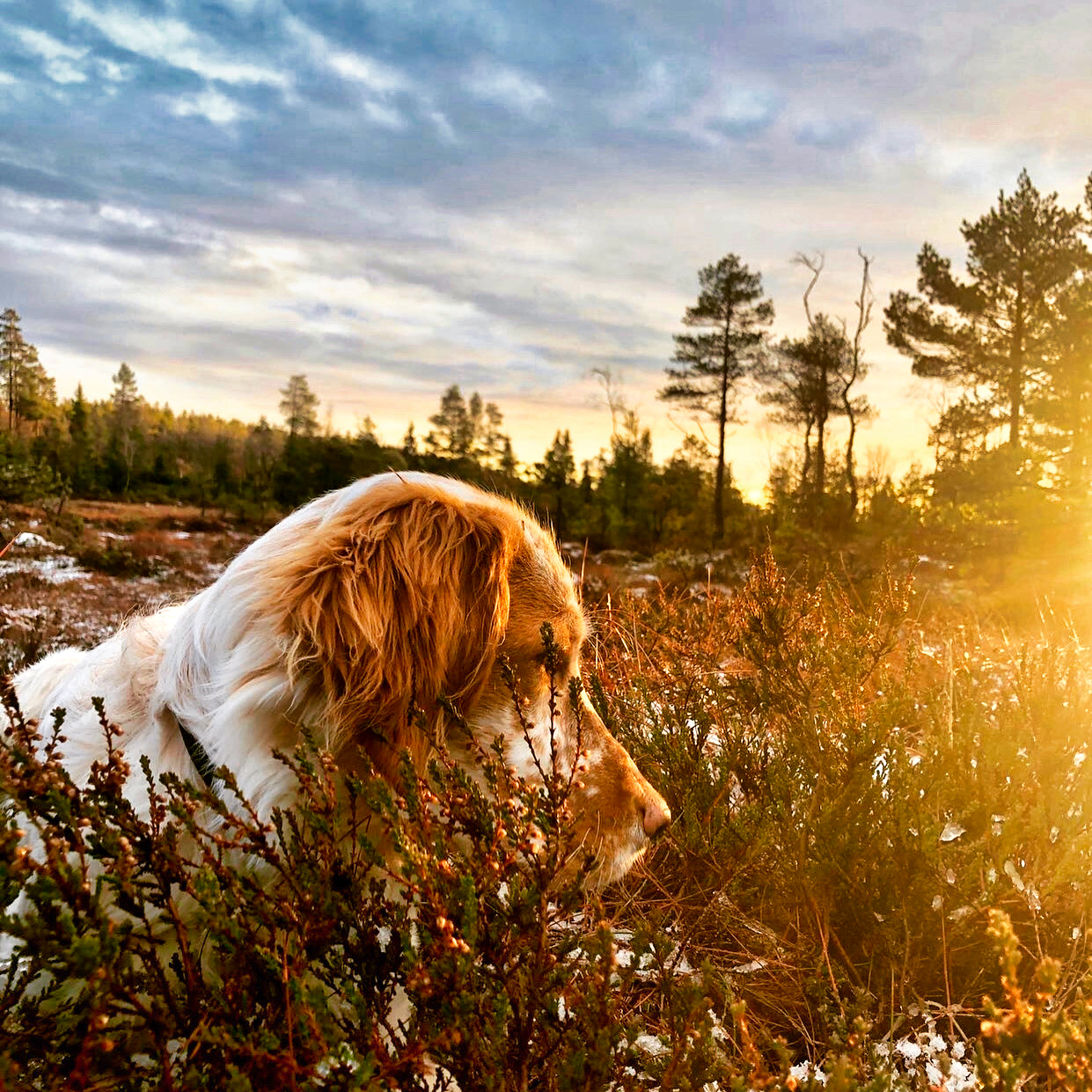 Norsk friluftsliv (foto: Åse Marit Sjøberg)